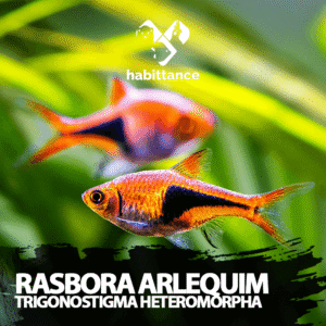 rasboras arlequim (Trigonostigma heteromorpha) ( importada )