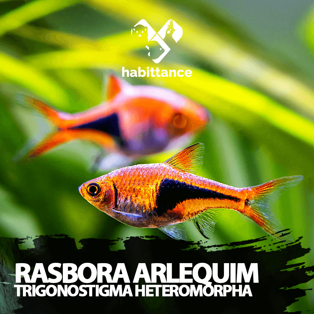 rasboras arlequim (Trigonostigma heteromorpha) ( importada )