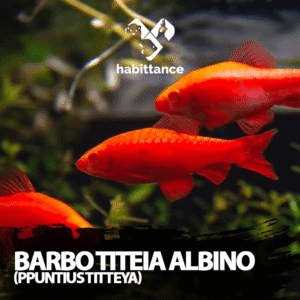 Barbo Titeia Albino (Puntius Titteya)