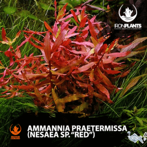 Ammannia praetermissa (Nesaea sp. “Red”)
