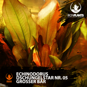 Echinodorus Dschungelstar Nr. 05 Grosser Bär ( rara )