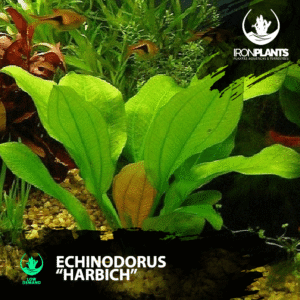 Echinodorus “Harbich”