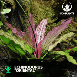 Echinodorus “Oriental”