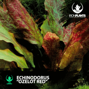 Echinodorus “Ozelot Red”