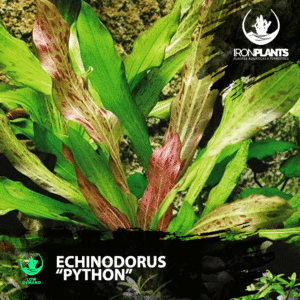 Echinodorus “Python”