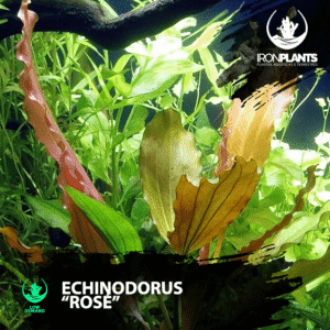 Echinodorus “Rosé”