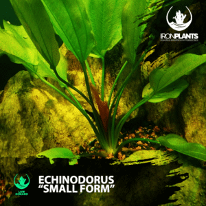 Echinodorus “Small Form”