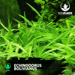 Echinodorus bolivianus ( Helanthium bolivianum )