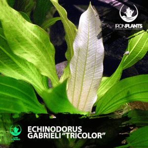 Echinodorus gabrieli “Tricolor”
