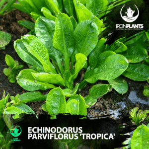Echinodorus parviflorus 'Tropica'