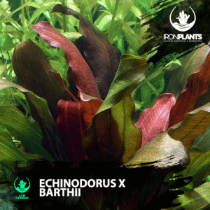 Echinodorus x barthii