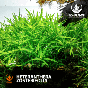 Heteranthera zosterifolia
