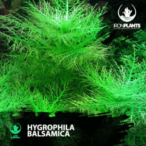 Hygrophila balsamica