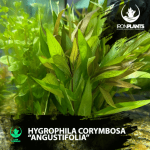 Hygrophila corymbosa “Angustifolia”