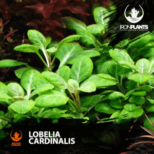 Lobelia cardinalis