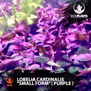 Lobelia cardinalis “Small Form” ( purple ) ( rara )