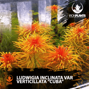 Ludwigia inclinata var verticillata ”cuba”