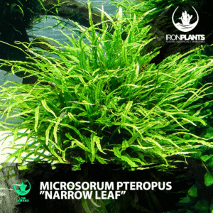 Microsorum pteropus  ”Narrow Leaf”