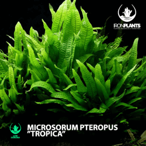 Microsorum pteropus  ”Tropica”