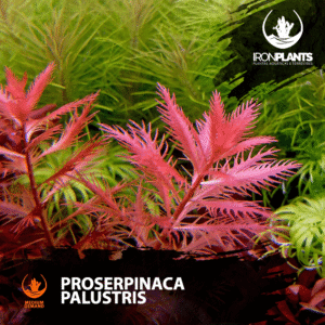 Proserpinaca palustris