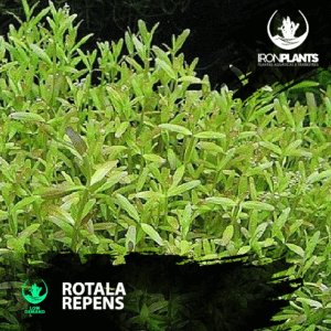 Rotala repens