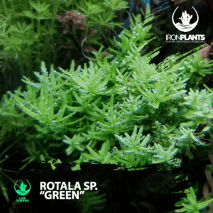 Rotala sp. “Green”