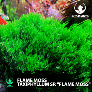 Flame Moss (Taxiplyllum sp.)