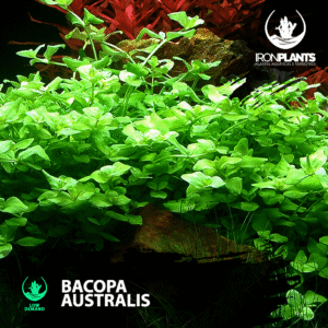 Bacopa australis