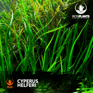 Cyperus Helferi