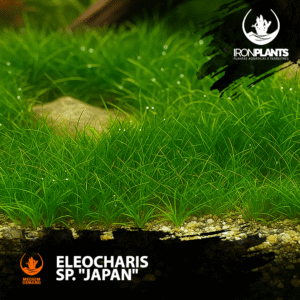 eleocharis  sp. ”japan”