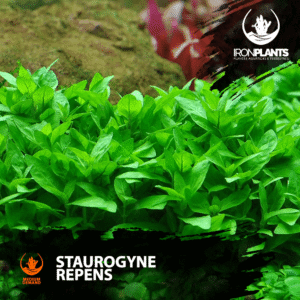 Staurogyne repens
