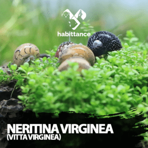 Neritina virginea (vitta virginea) ( Água Doce)
