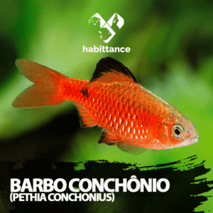 Barbo Rosado / Conchônio (Pethia conchonius)
