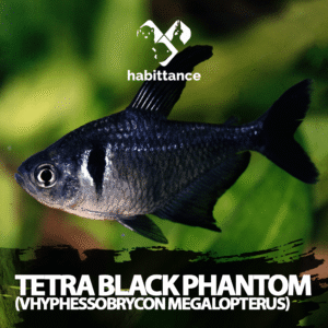 Tetra Black Phantom (Hyphessobrycon megalopterus)