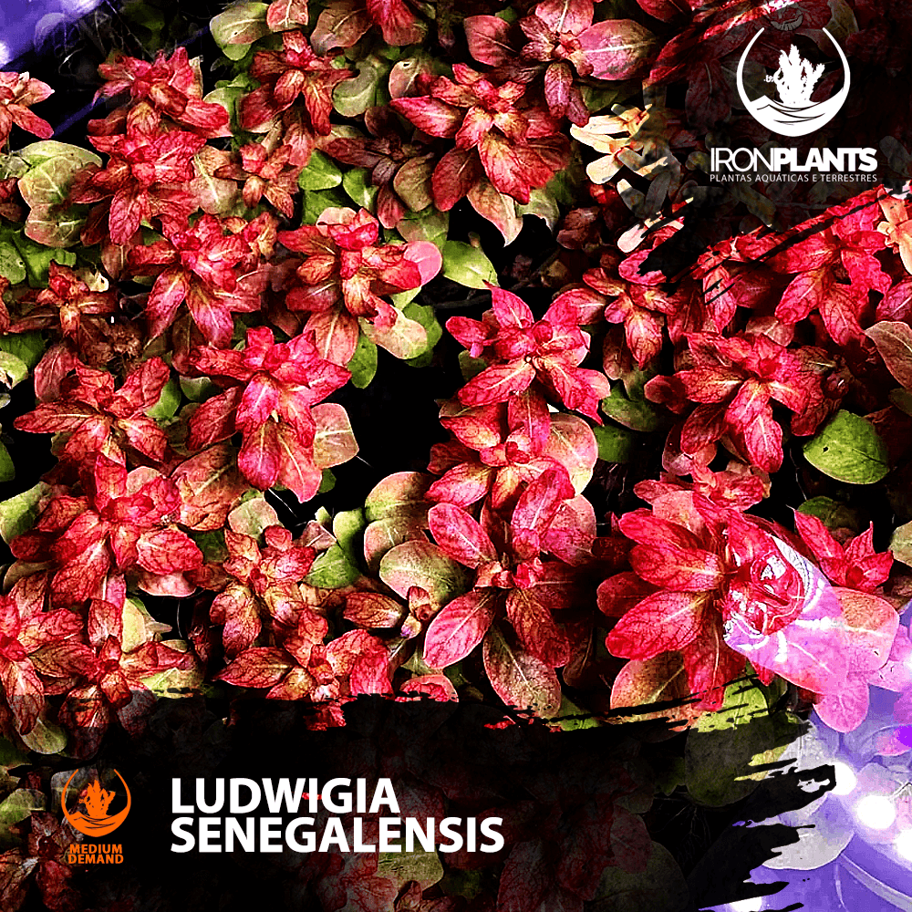 ludwigia “senegalensis“