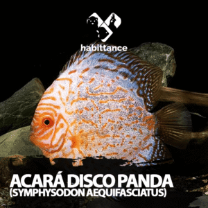 Acará Disco Panda (Symphysodon aequifasciatus) M – 07CM a 10CM