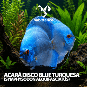 Acará Disco Blue Diamond (Symphysodon aequifasciatus) M – 07CM a 10CM