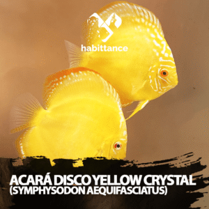 Acará Disco Yellow Crystal (Symphysodon aequifasciatus) M – 07CM a 10CM