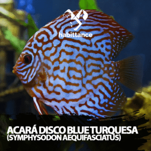 Acará Disco Blue Turquesa (Symphysodon aequifasciatus) M – 07CM a 10CM