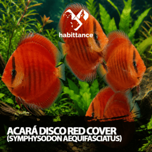Acará Disco Red Cover (Symphysodon aequifasciatus) M – 07CM a 10CM