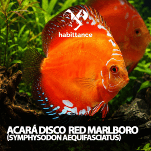 Acará Disco Red Marlboro (Symphysodon aequifasciatus) M – 07CM a 10CM