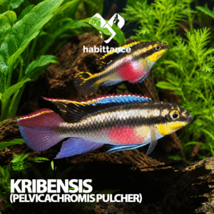 Kribensis (Pelvicachromis pulcher)